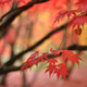 Illustration for article titled Shooting Challenge Fall Leaves Gallery 10